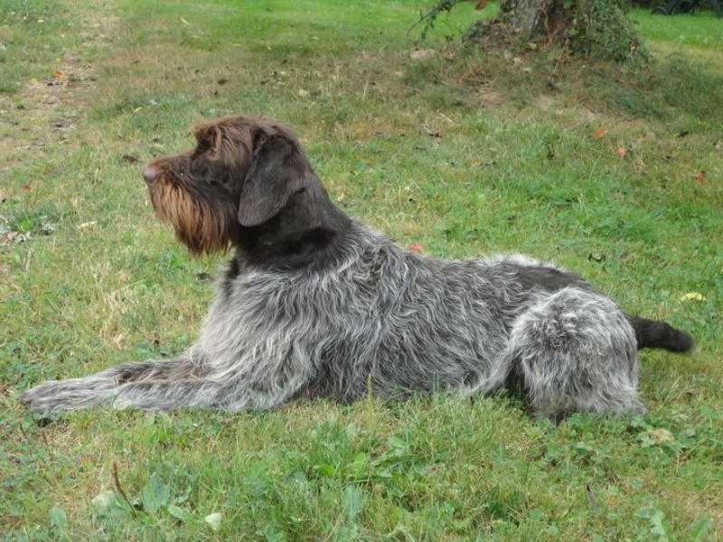 Edy'sun brown 'dit diego des Lichères