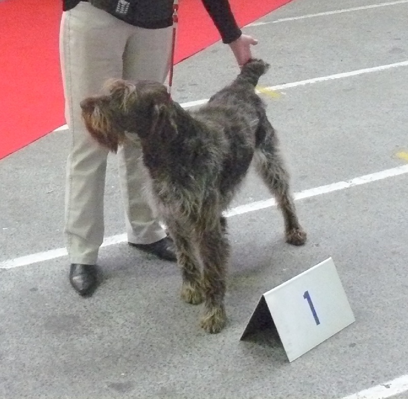 EXPO. LIMOGES 2009 - CACIB